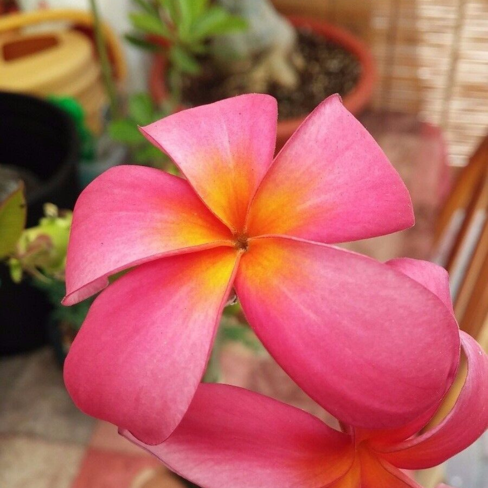 Pink Rooted Plumeria (Kaneohe Sunset) Flower Live Plant