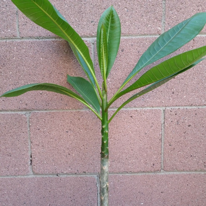 Pink Rooted Plumeria (Kaneohe Sunset) Flower Live Plant