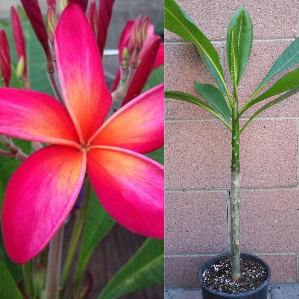 Pink Rooted Plumeria (Kaneohe Sunset) Flower Live Plant