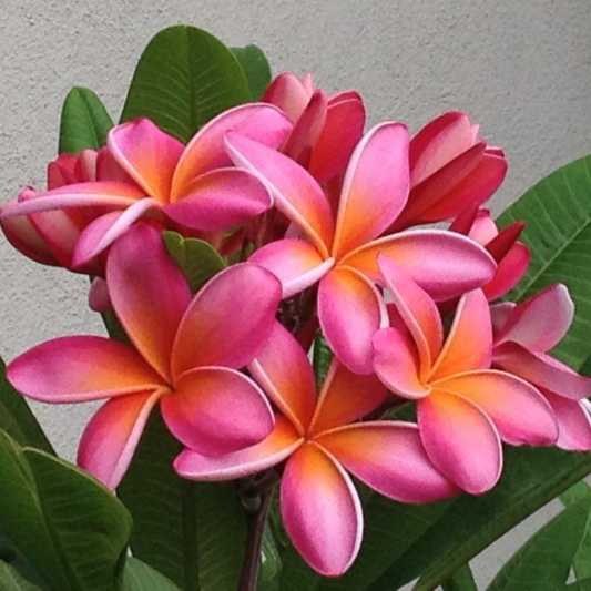 Pink Rooted Plumeria With Multi Tip (Kaneohe Sunset) Flower Plant | www.seedsplantworld.com