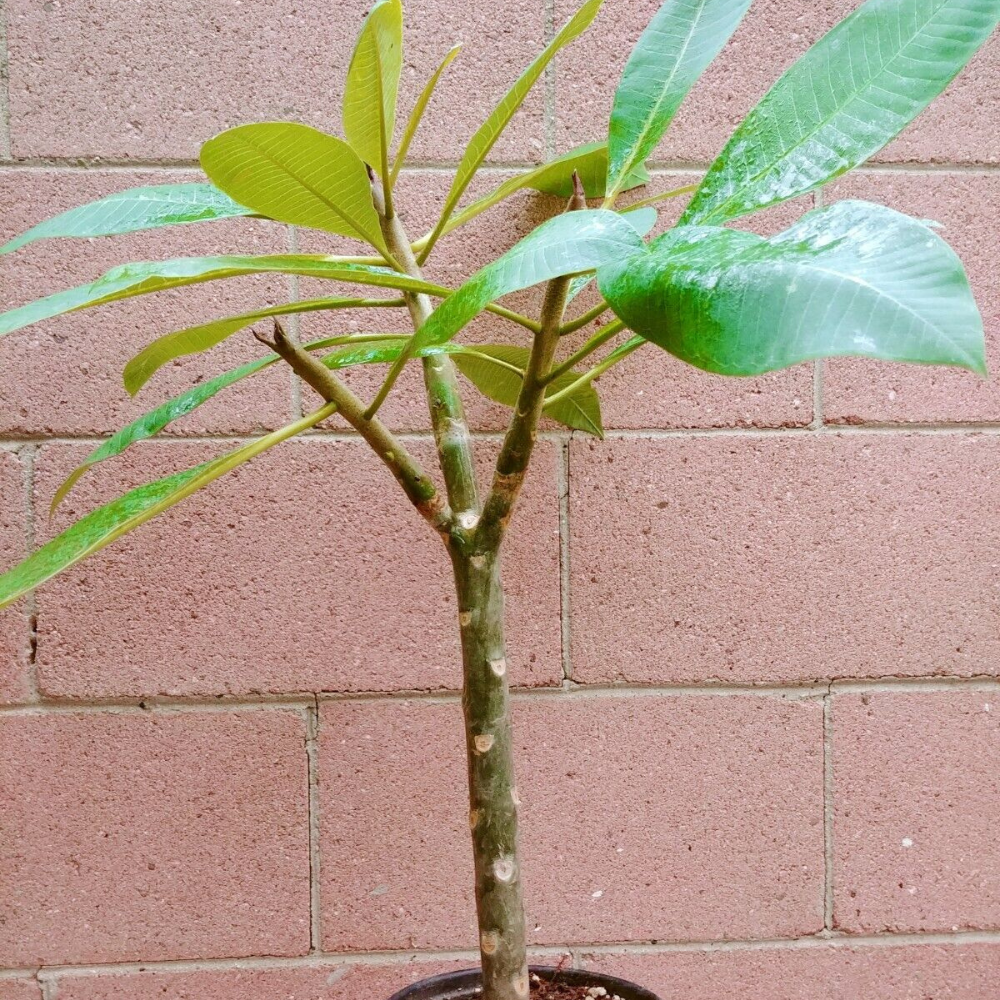 Pink Rooted Plumeria With Multi Tip (Kaneohe Sunset) Flower Plant