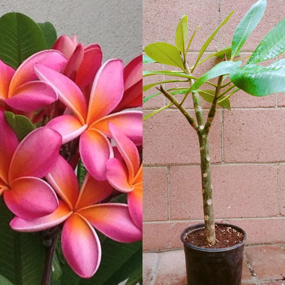 Pink Rooted Plumeria With Multi Tip (Kaneohe Sunset) Flower Plant