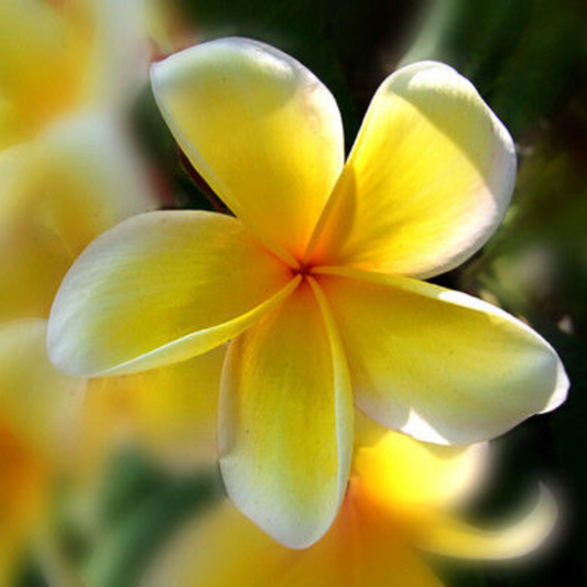 Yellow Rooted Plumeria Rubra With Multi Tip Flower Plant | www.seedsplantworld.com