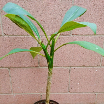 Yellow Rooted Plumeria Rubra With Multi Tip Flower Plant