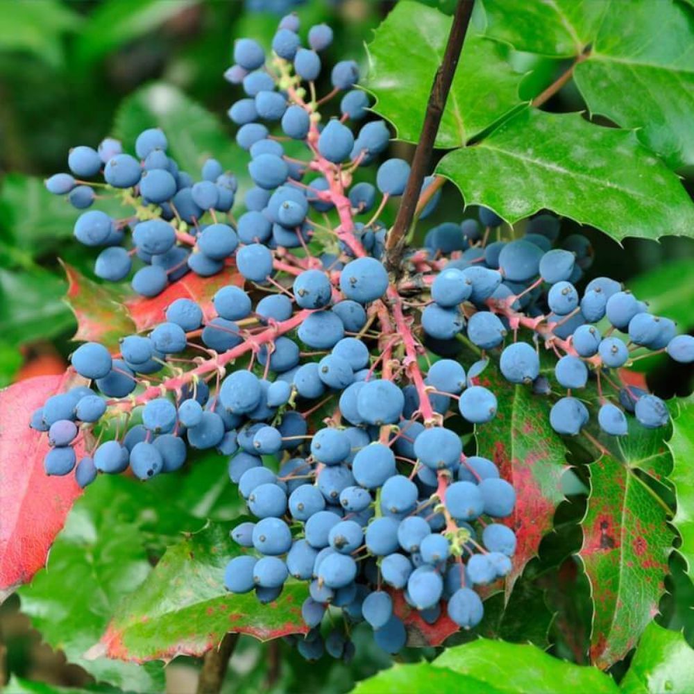 5 Mahonia Aquifolium Oregon Grapeholly Seeds For Planting | www.seedsplantworld.com