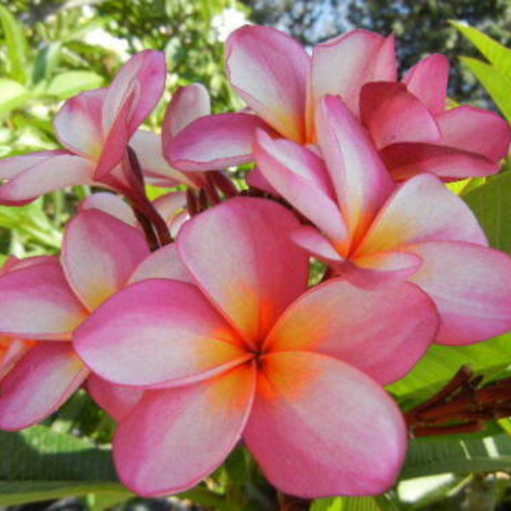 Plumeria Cutting (Cotton Candy) 16"-18" With Multi Tip | www.seedsplantworld.com