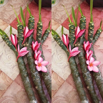 Plumeria Cutting (Cotton Candy) 16"-18" With Multi Tip