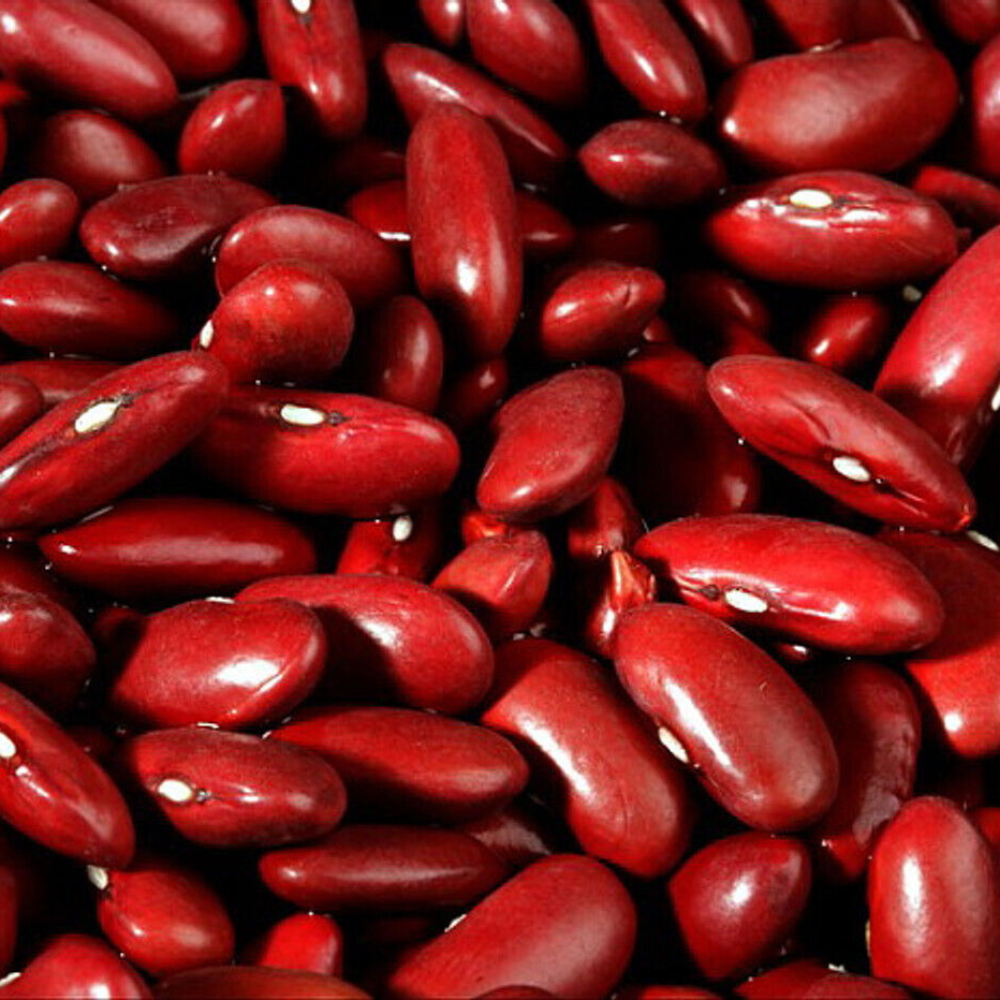 135 Dark Red Kidney Bush Bean Baked Beans and Chili NON-GMO Vegetable Seeds | www.seedsplantworld.com