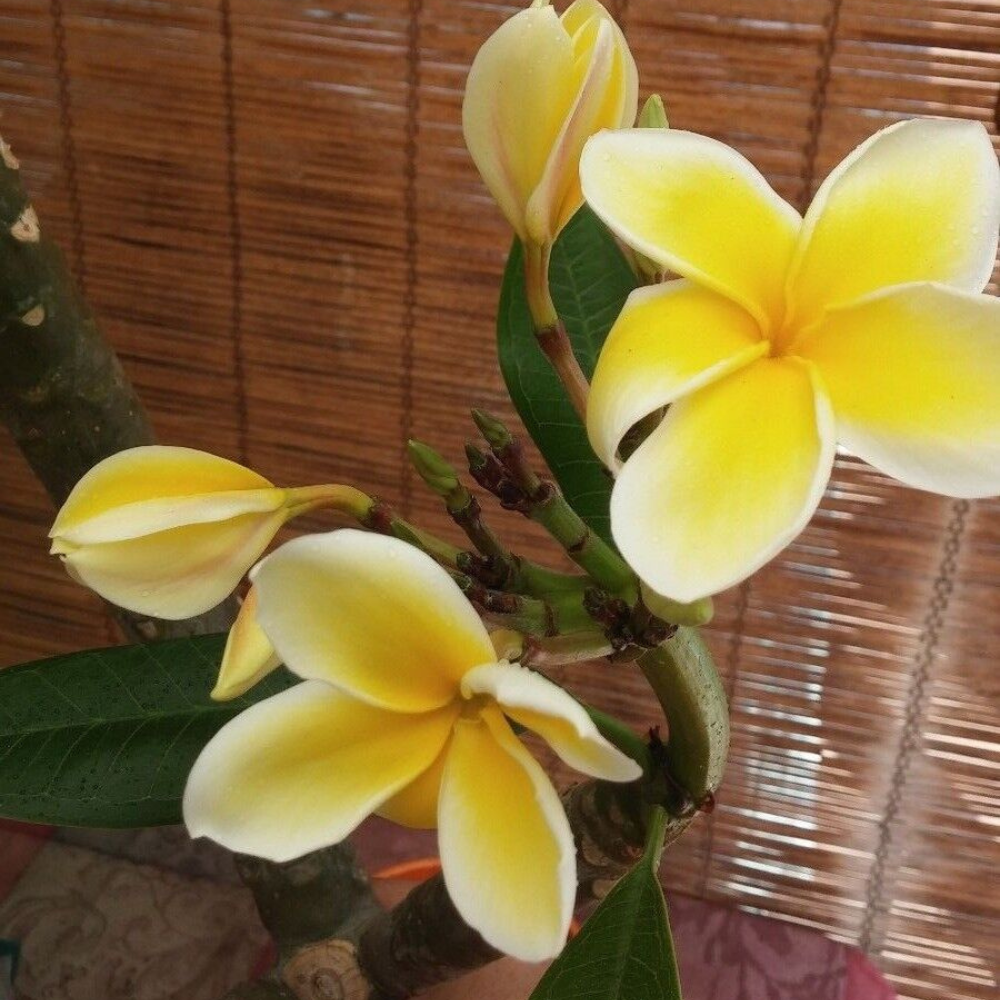 Rooted Plumeria Rubra Yellow Flower Live Plant | www.seedsplantworld.com