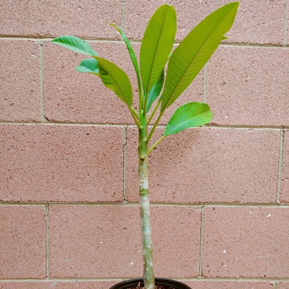 Rooted Plumeria Rubra Yellow Flower Live Plant