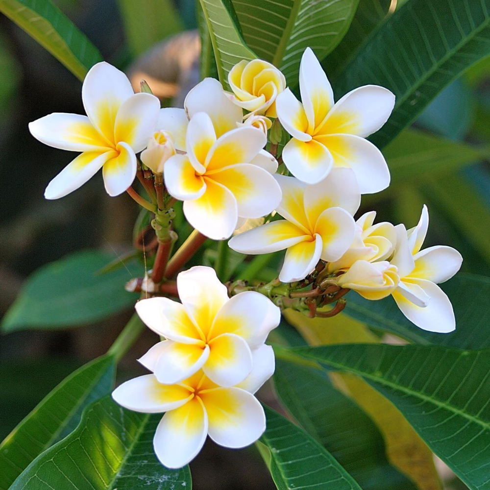 Plumeria Cutting (Celadine) 10"~12" With 1 Tip | www.seedsplantworld.com