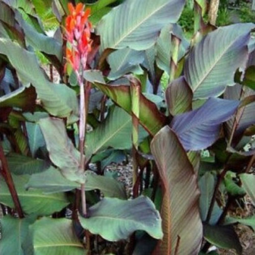 5 Canna Indica Red Edible And Beautiful Seeds For Planting | www.seedsplantworld.com