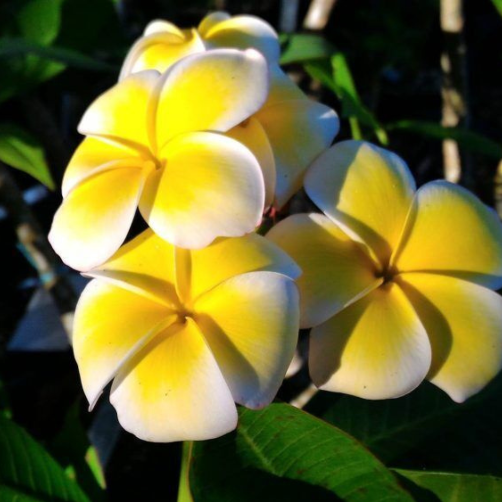 Plumeria Cutting Rubra Yellow 10"-12" Multi Tip | www.seedsplantworld.com