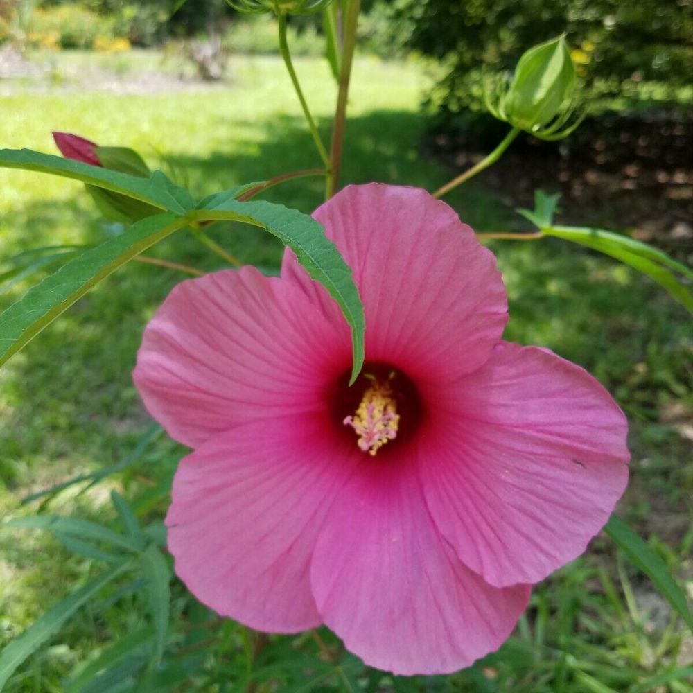 10 Hibiscus Laevis Lufkin Red Halberd Leaved Hibiscus Seeds For Planting | www.seedsplantworld.com