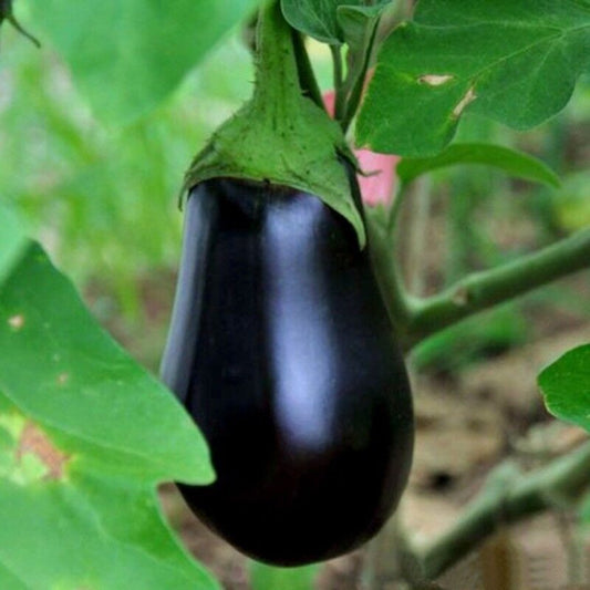 100 Black Beauty Eggplant NON-GMO Talong Aubergine Vegetable Seeds | www.seedsplantworld.com