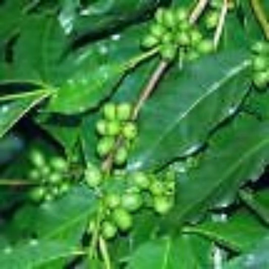 5 Coffee Arabica Nana Dwarf Coffee Plant Seeds For Planting | www.seedsplantworld.com