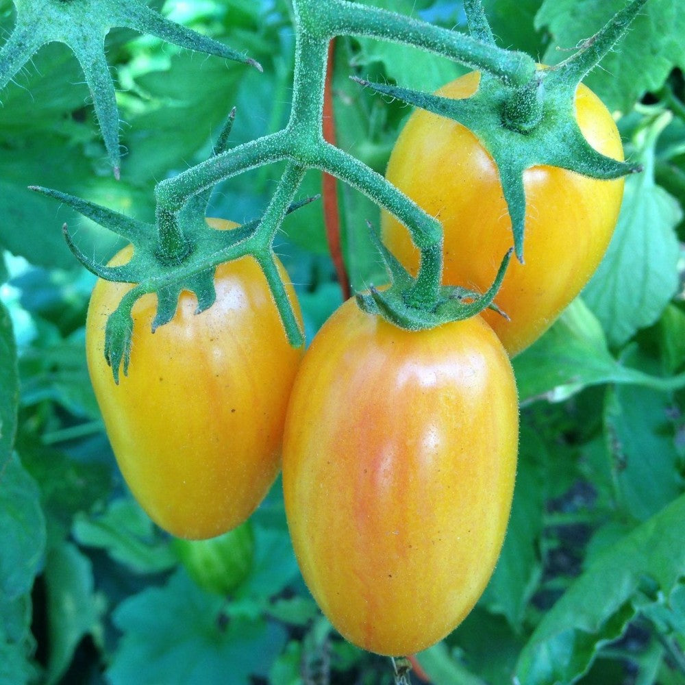 15 Blush Tomato Julienne Cherry Saladette NON-GMO Vegetable Seeds | www.seedsplantworld.com