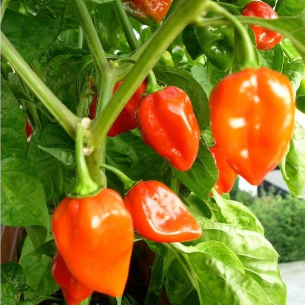 120 Habanero Pepper Super Hot Pepper! NON-GMO Vegetable Seeds | www.seedsplantworld.com