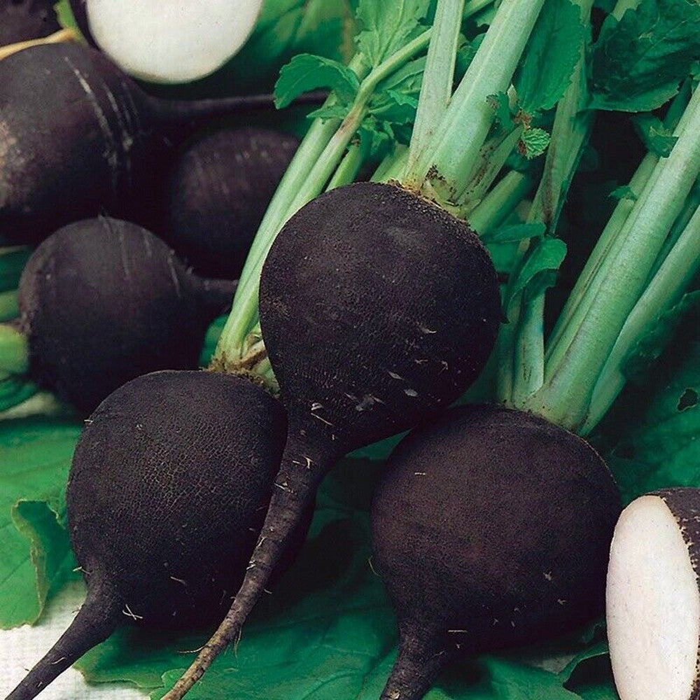 100 Black Spanish Round Radish Spicy NON-GMO Vegetable Seeds | www.seedsplantworld.com