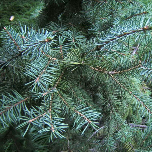 5 Picea Asperata Dragon Spruce Seeds For Planting | www.seedsplantworld.com