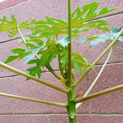 planting papaya seeds hawaii Papaya Solo Hawaiian Tropical Fruit Tree (3~4 Feet Height)