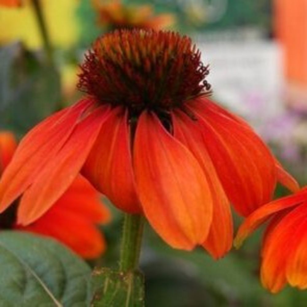 5 Echinacea Sombrero Series Orange Coneflower Seeds For Planting | www.seedsplantworld.com