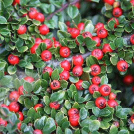 5 Cotoneaster Horizontalis Rock Cotoneaster Shrub Seeds For Planting | www.seedsplantworld.com