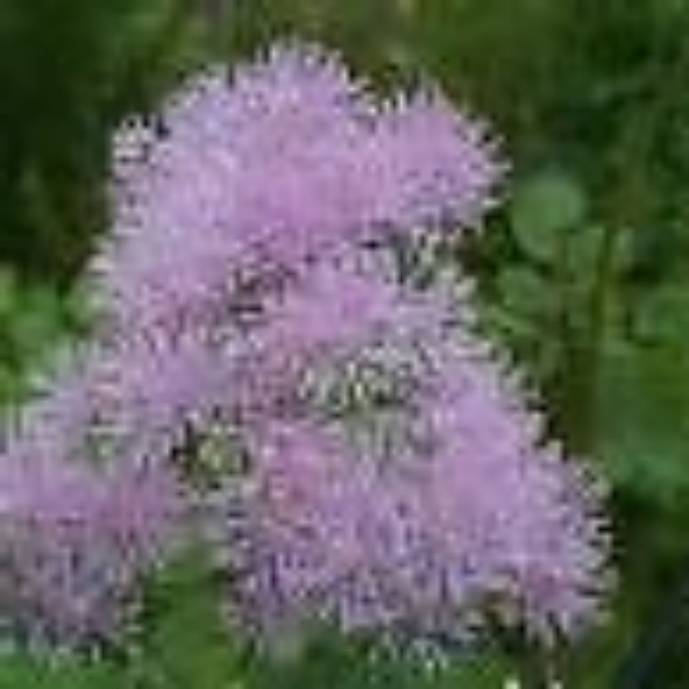 5 Thalictrum Aquilegifolium Meadow Rue Perennial Seeds For Planting | www.seedsplantworld.com