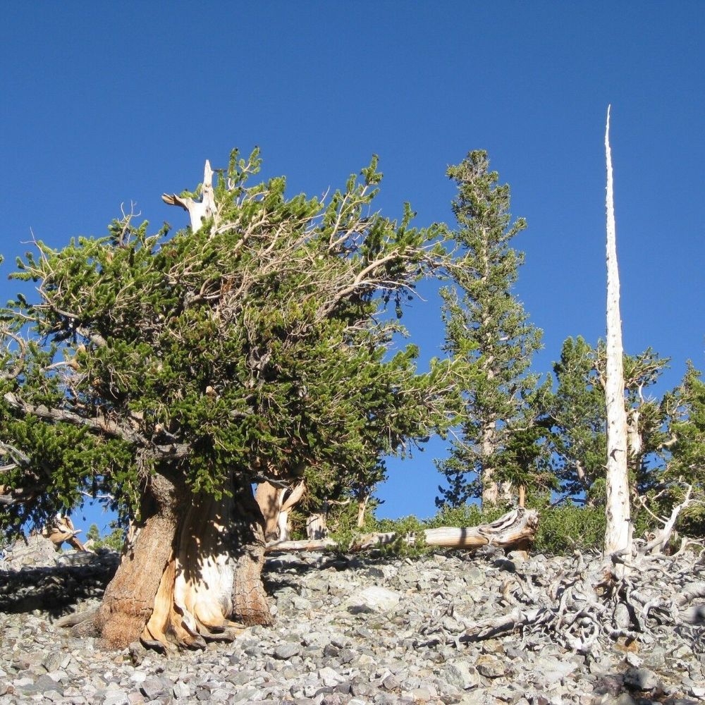 5 Pinus Longaeva Great Basin Bristlecone Pine Tree Seeds For Planting | www.seedsplantworld.com