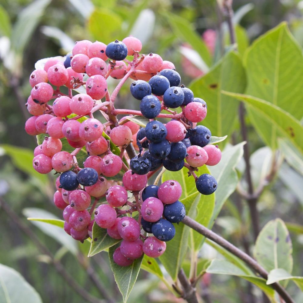 10 Viburnum Casinoides Witherod Viburnum Shrub Seeds For Planting | www.seedsplantworld.com