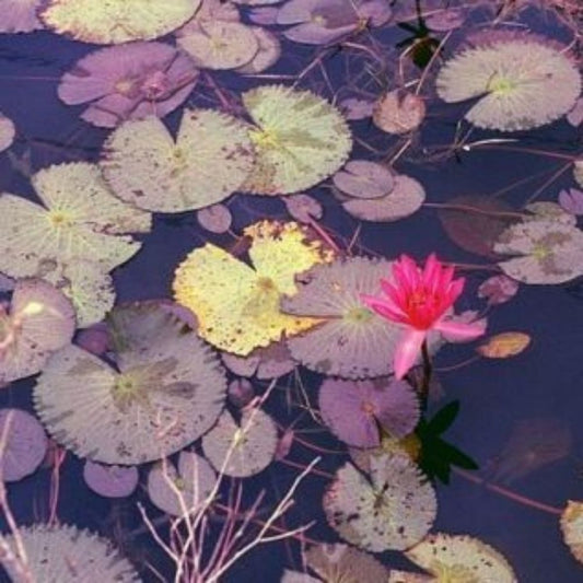 5 Nymphaea Rubra Red Tropical Water Lily Seeds For Planting | www.seedsplantworld.com