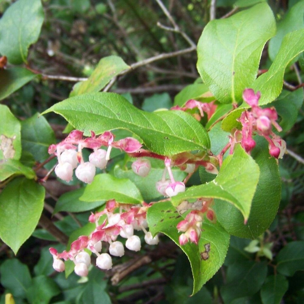 5 Gaultheria Shallon Edible Native Shrub Seeds For Planting | www.seedsplantworld.com