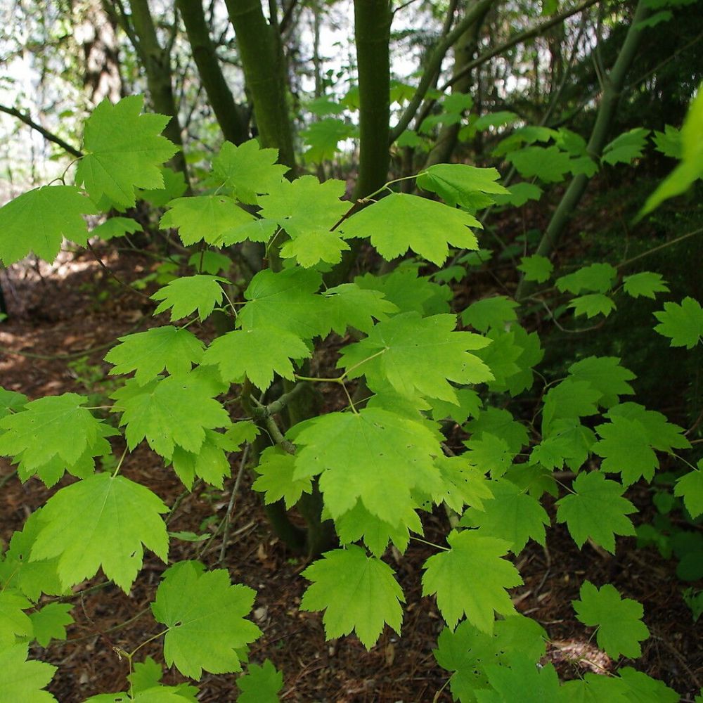 10 Acer Circinatum Vine Maple Tree Seeds For Planting | www.seedsplantworld.com