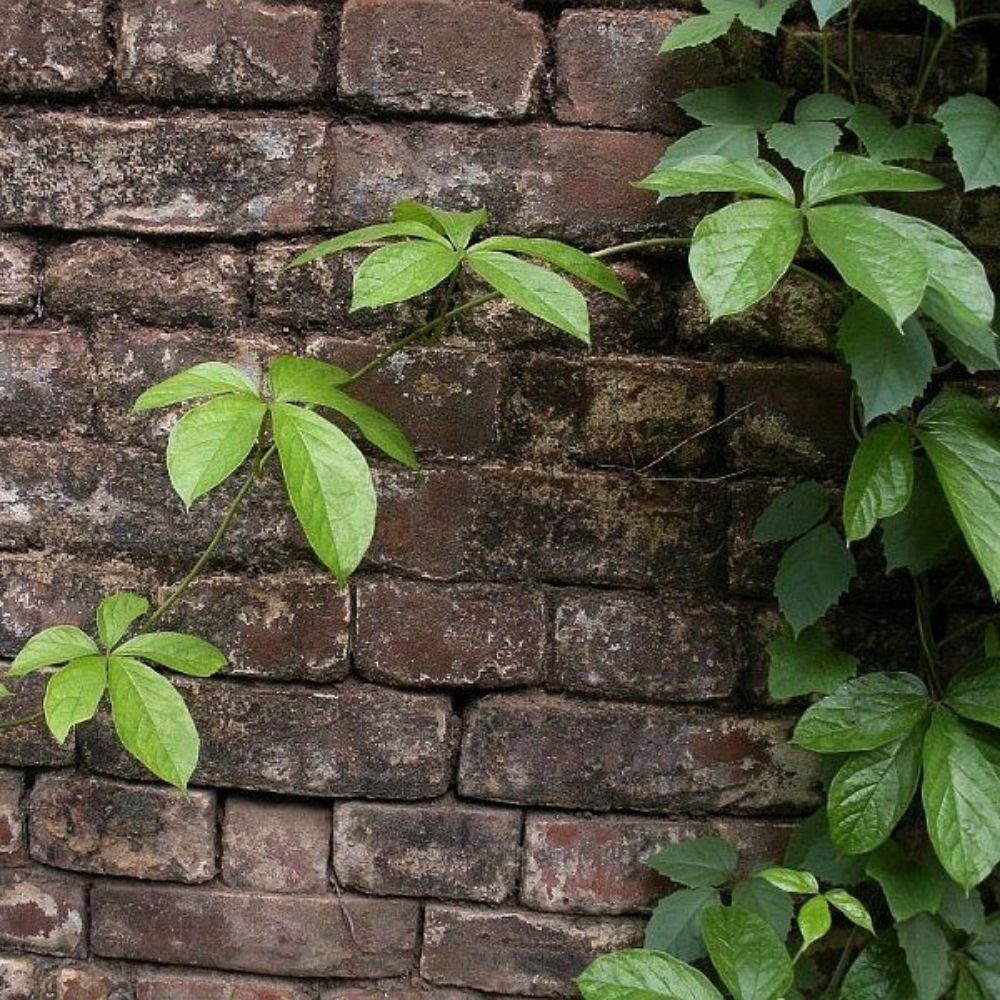 5 Dioscorea Pentaphylla Rare Permaculture Crop – Yam Seeds For Planting | www.seedsplantworld.com