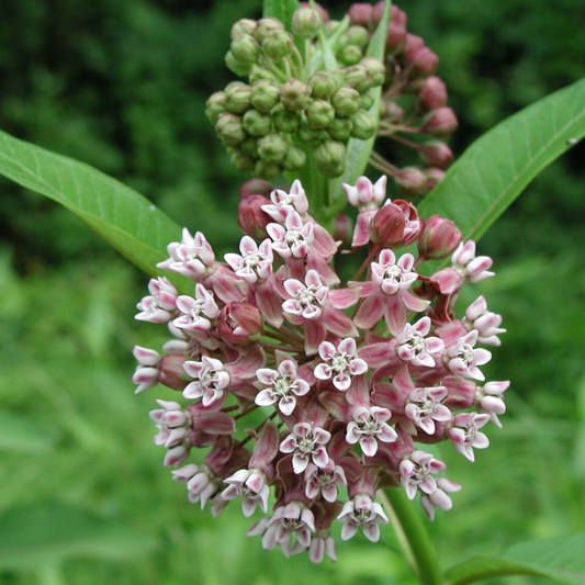 150 Common Milkweed Attract Monarch Butterflies Native Wildflower Flower Seeds | www.seedsplantworld.com