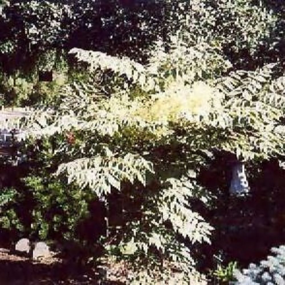 10 Variegated Chinese Aralia Elata 'Variegata' Seeds For Planting | www.seedsplantworld.com