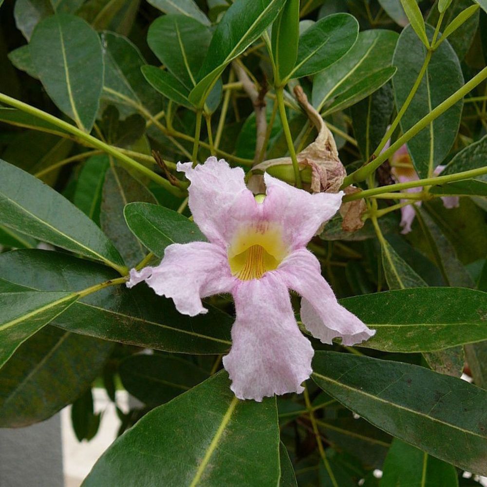 5 Tabebuia Rosea Rosy Trumpet Tree Seeds For Planting | www.seedsplantworld.com