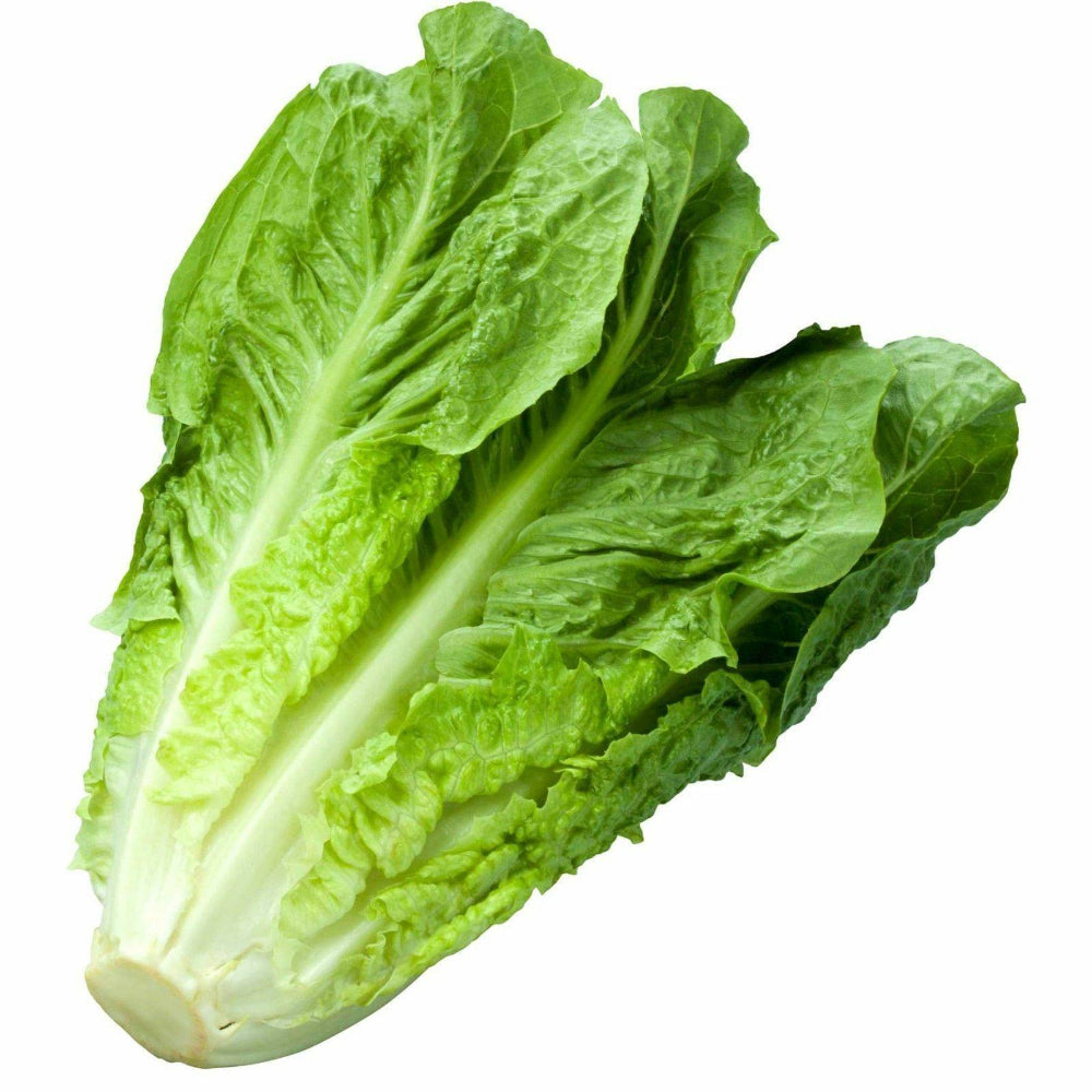 1400 Parris Island Cos Romaine Lettuce Heirloom Vegetable Seeds | www.seedsplantworld.com