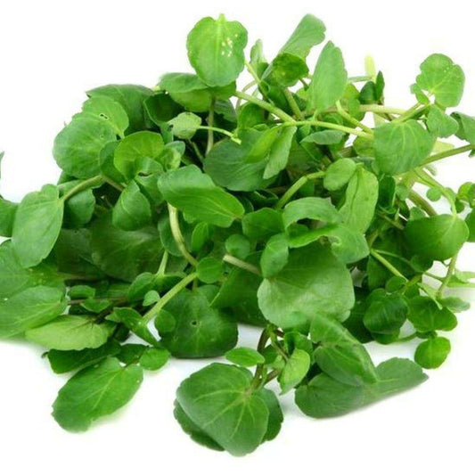 2000 True Watercress Vegetable Seeds | www.seedsplantworld.com