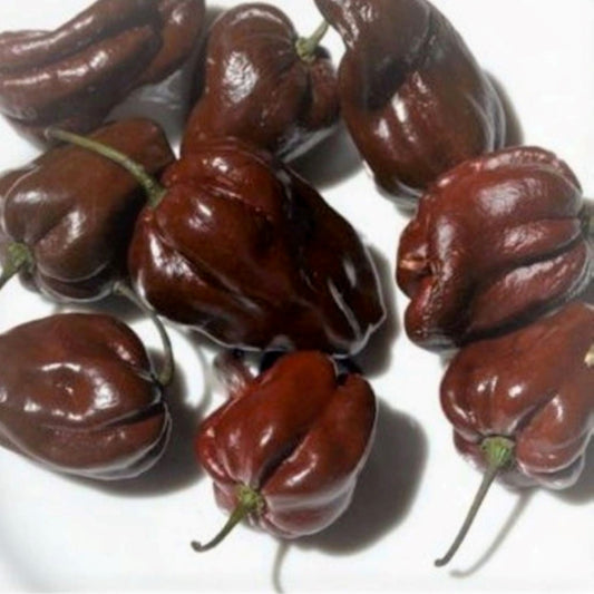 90 Chocolate Habanero Heirloom Pepper Vegetable Seeds | www.seedsplantworld.com