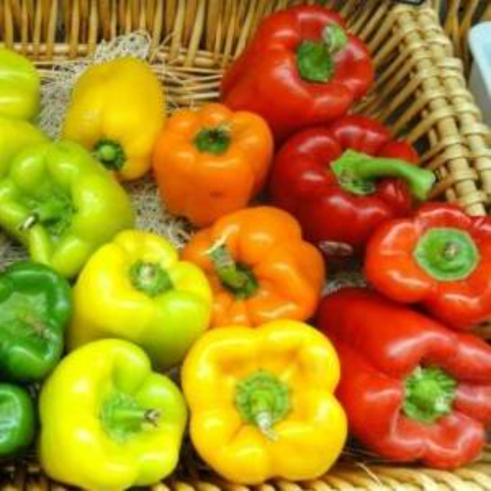 120 Rainbow Bell Pepper Mix Heirloom Vegetable Seeds | www.seedsplantworld.com