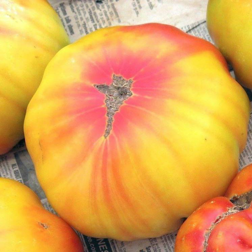 80 Old German Tomato Open Pollinated Heirloom Vegetable Seeds | www.seedsplantworld.com