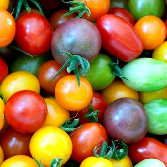 85 Rainbow Cherry Tomato Mix Heirloom Vegetable Seeds | www.seedsplantworld.com