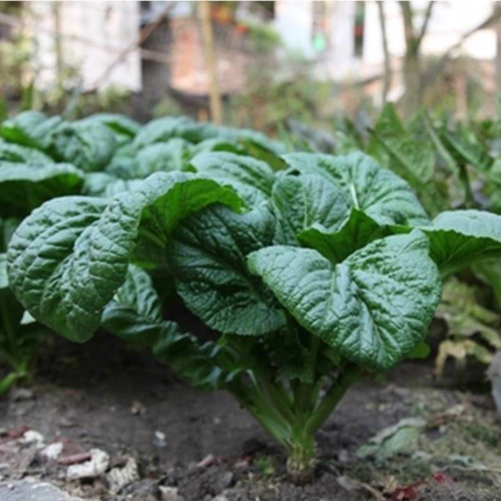 75 Bloomsdale Spinach Heirloom Garden Vegetable Seeds | www.seedsplantworld.com