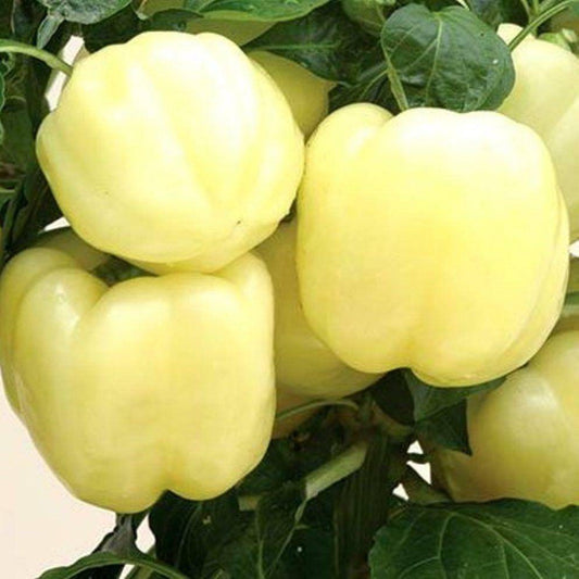 120 Heirloom White Bell Pepper Vegetable Seeds | www.seedsplantworld.com