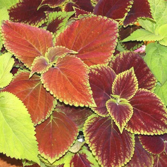 300 Coleus Rainbow Mix Flower Seeds | www.seedsplantworld.com