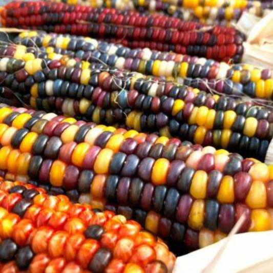 30 Indian Ornamental Corn Vegetable Seeds | www.seedsplantworld.com