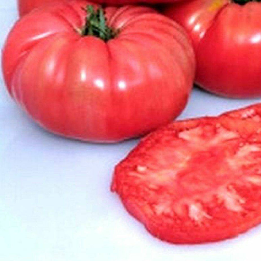 80 Tomato Giant Belgium Pink Heirloom Vegetable Seeds | www.seedsplantworld.com