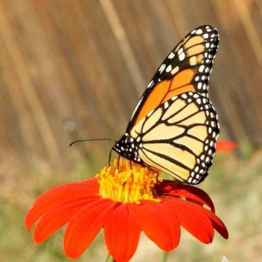 85 Mexican Torch Sunflower Flower Seeds | www.seedsplantworld.com