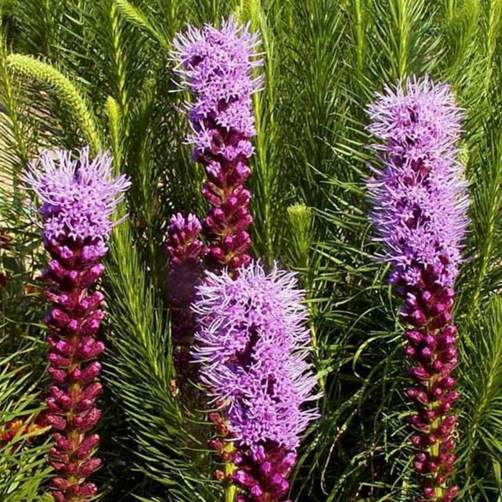 300 Marsh Blazing Star Wildflower Flower Seeds | www.seedsplantworld.com